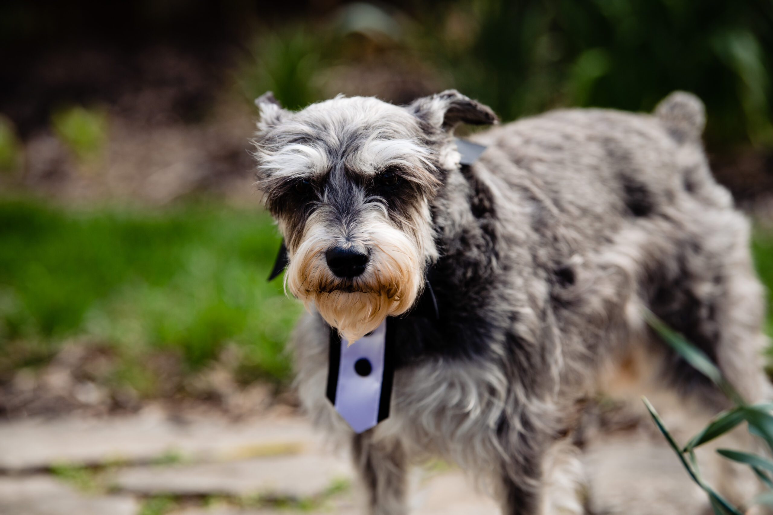 This little doggie is the ring bearer for the COVID ceremony in Columbus, Ohio.