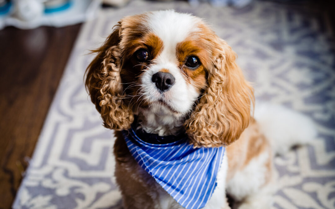 10 tips to having your pet on your wedding day