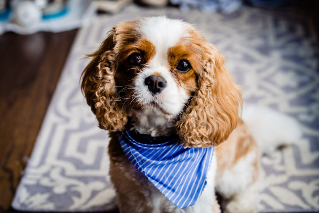 dog at Grove City Wedding Venue