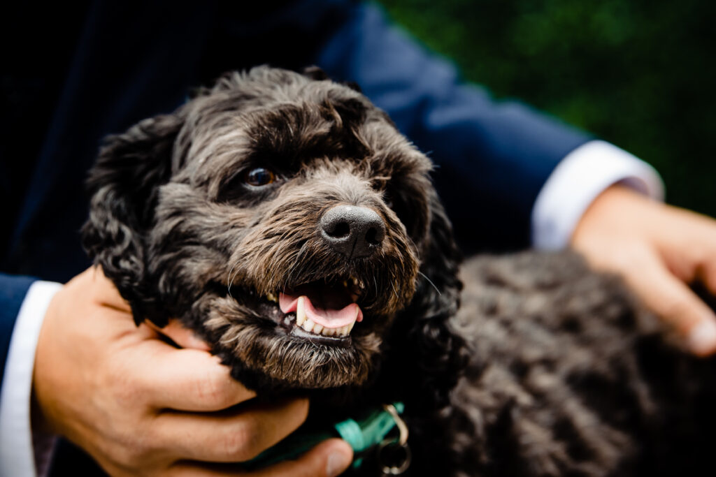 10 Tips To Include Your Pets In Your Wedding and Engagement Pictures!