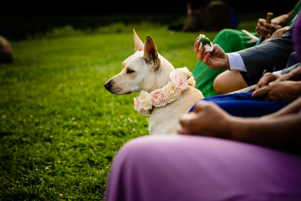 Tips to include your pets in photos